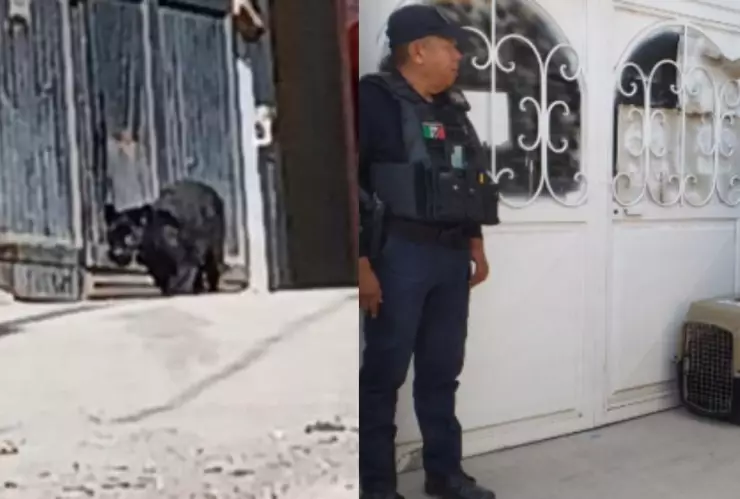 Capturan a pantera negra en calles de Guanajuato