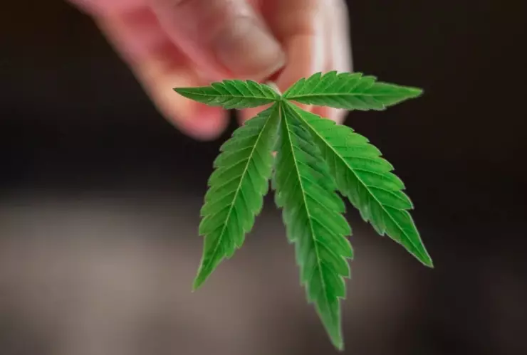 marihuana permiso uso lúdico Cofepris