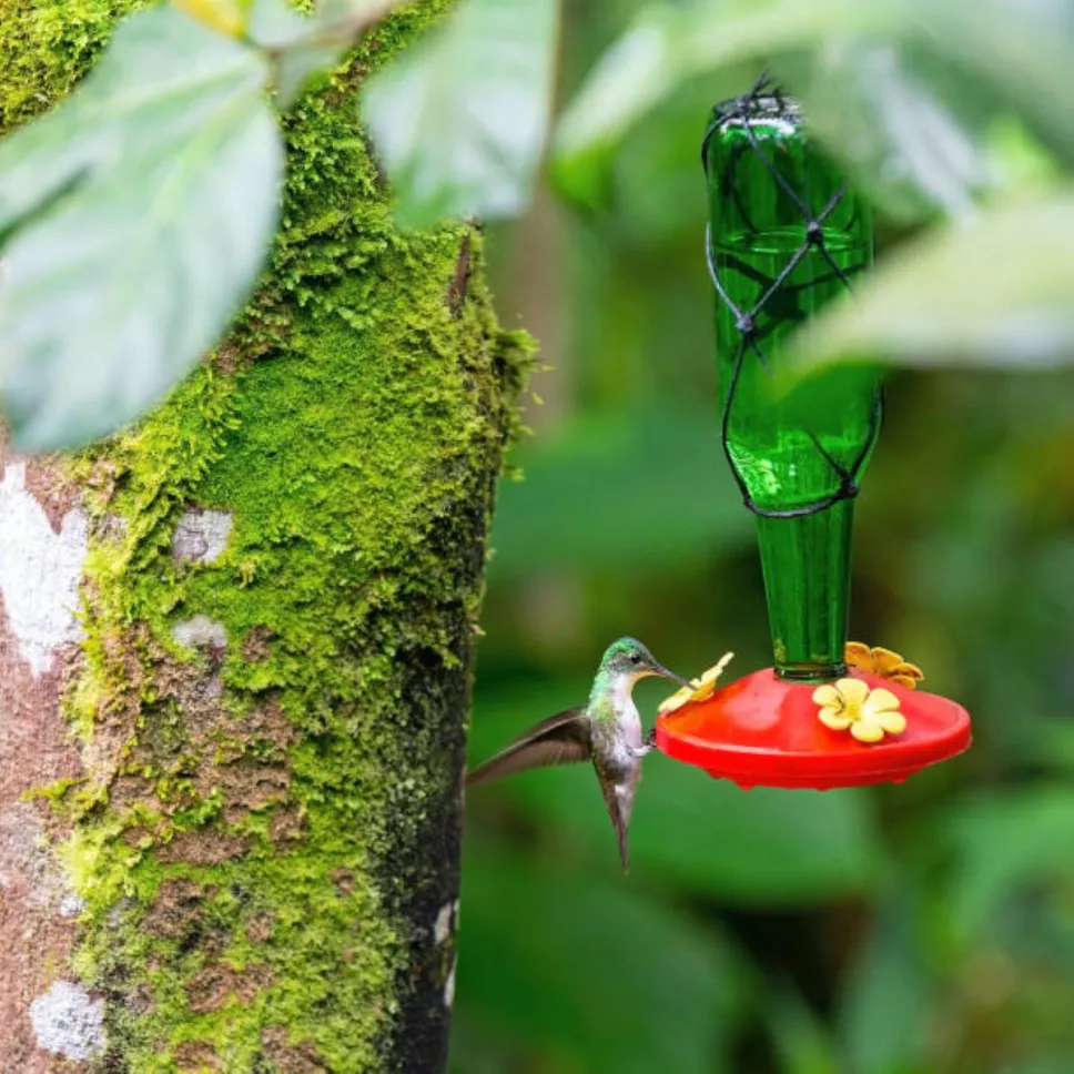 colibrí.jpg
