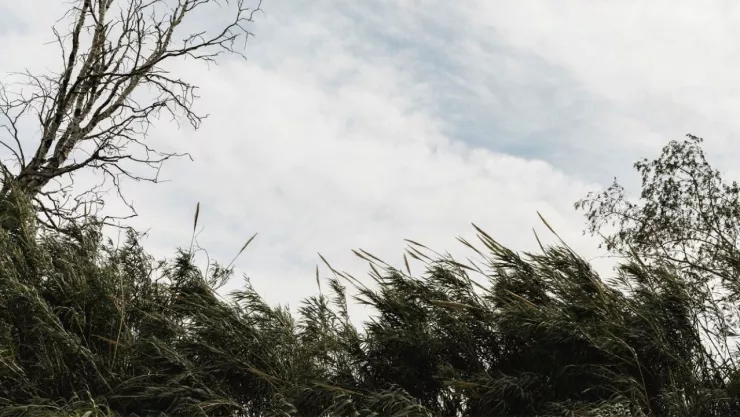 Colonias de Tijuana afectadas por los vientos de Santa Ana hoy jueves 27 de febrero de 2025 ¿Cuáles son y por qué?