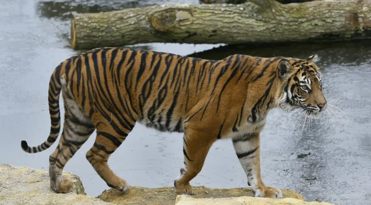 tigre londres