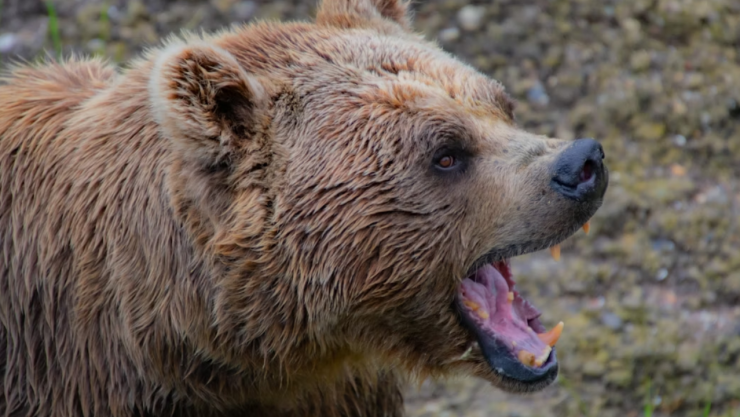 Hombre muere en Arkansas tras brutal ataque de oso