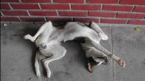 Imagen ilustrativa: Pxhere.