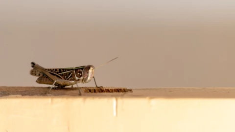 grillo casa Feng Shui