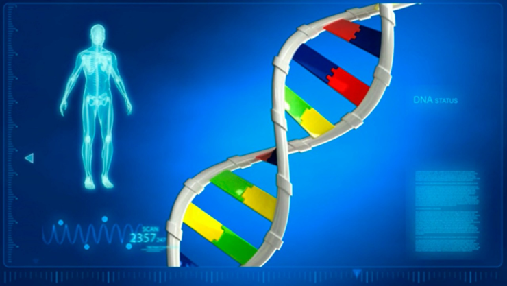 ¿Cómo influye la genética en el cuerpo de una persona?