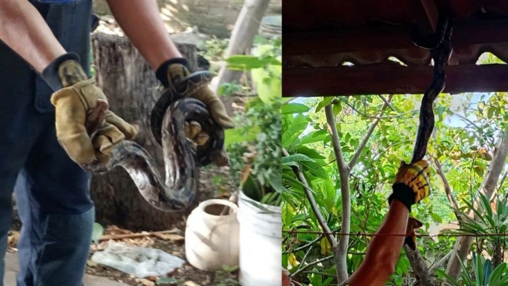 Serpiente