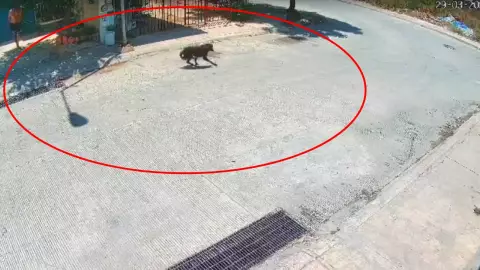 FOTOS_ Filtran imágenes de la agresión con machete al perrito en Piedra de Agua