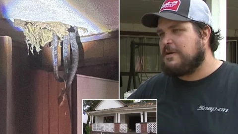 Serpientes, ratas, casa, video.jpg