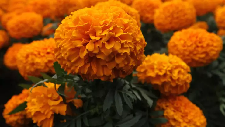 Cempas&uacute;chil flor del D&iacute;a de Muertos China