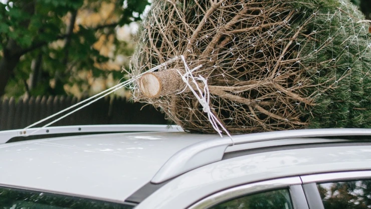 Conoce si hay multa por transportar tu arbolito de navidad en el techo del auto