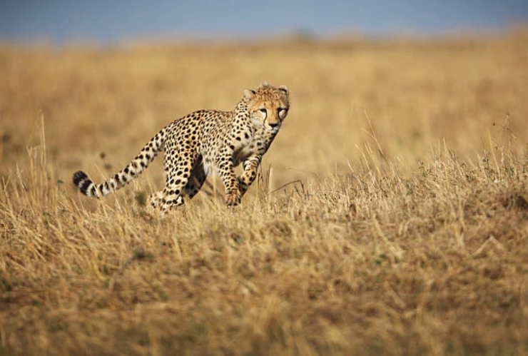 Guepardos en Irán.jpg