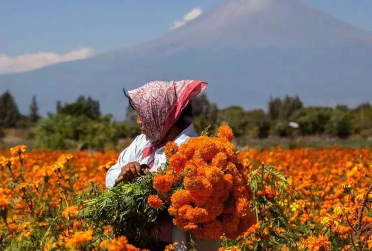 cempasúchil-producción-México