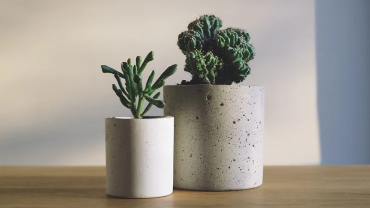 Por este motivo no debes tener plantas artificiales en casa, según el Feng Shui