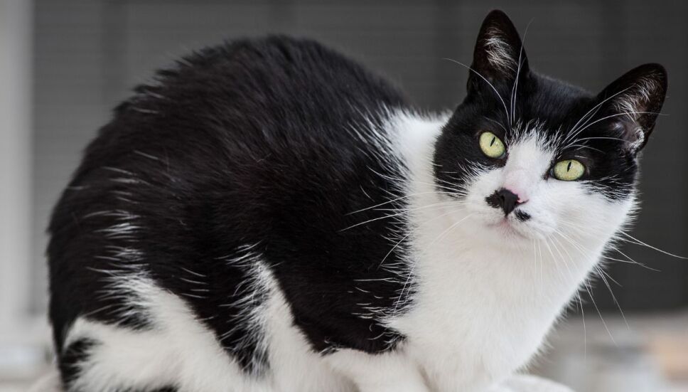 Gatos oreo: ¿Cómo es la nueva especie de gato descubierta en Finlandia?