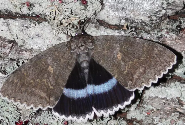 Polillas gigantes en Chernóbil