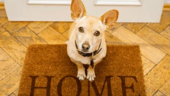 Esto significa en realidad que tu perro te espere en la puerta de tu casa