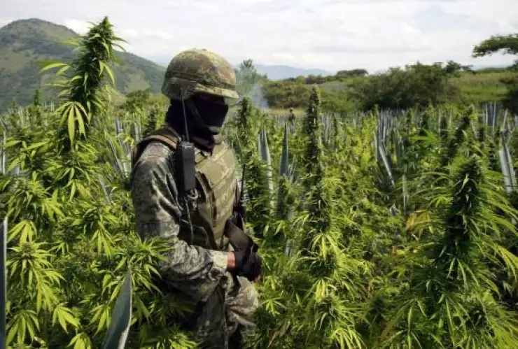 El informe anual de la ONU contra la Droga y el Delito indicó que en el mundo hay 275 millones de consumidores de drogas.