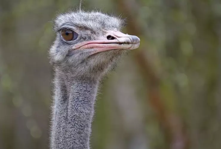 Convierte tu cena de Año Nuevo en un festín único con carne exótica en el Mercado de San Juan