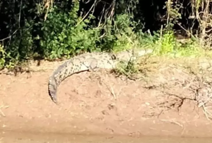 Reportan avistamiento de cocodrilo en río de Guasave, Sinaloa; piden extremar precauciones