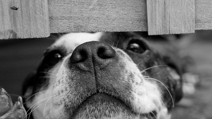 perrito calcinado ajalpan