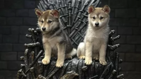 Nacen los primeros Lobos Huargo en más de 10 mil años; cómo revivieron a este animal extinto