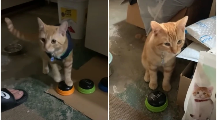 gato kyo tiktok.jpg