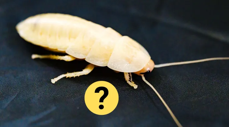 Encontrar una cucaracha de color blanco en la cocina: qué significa y por qué es importance saber cómo actuar