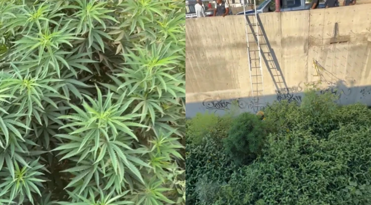 la-planta-marihuana-que-aparecio-cerca-del-consulado-eu-en-chihuahua-investiga-fgr