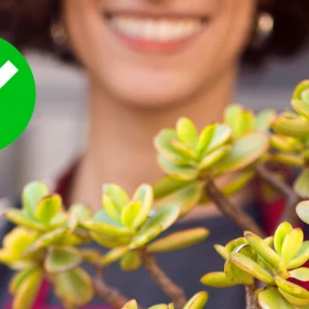 /estilo-de-vida/enterrar-clavos-oxidados-árbol-jade-para-qué-sirve-por-qué-recomienda