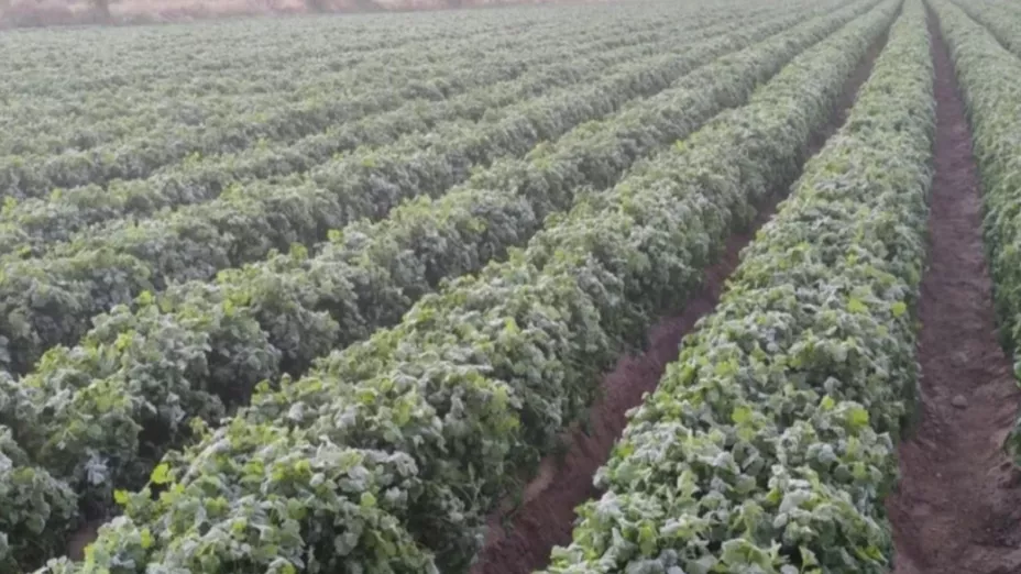 Frente Frío 12 aumenta riesgo de heladas en estos municipios de Puebla