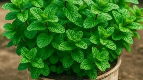 6 plantas medicinales que debes tener en tu casa: serán de gran ayuda en caso de una emergencia 