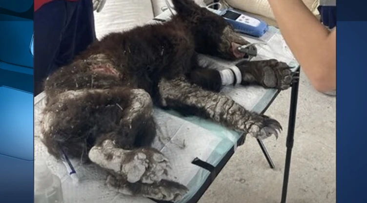 Osa del zoológico La Pastora fue rescatada del cautiverio en el municipio de Mina, Nuevo León, en 2023