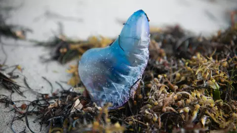 Suman decenas de casos de mordeduras de medusa en Progreso