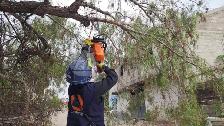 Árbol.jpeg