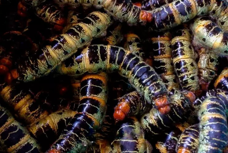 Gusanos zats propiedades medicinales