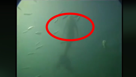 Graban una sirena en el Océano Pacífico