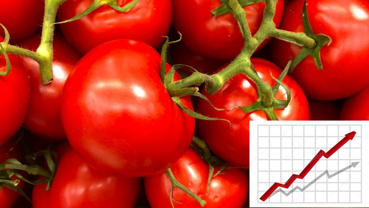 ¡Casi llega a los 20 pesos! Precio del jitomate aumenta 27.1% en la última semana