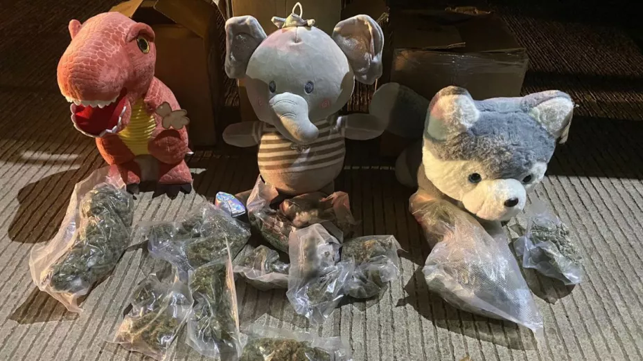Guardia Nacional descubre marihuana escondida en muñecos de peluche que llegaron a Sinaloa