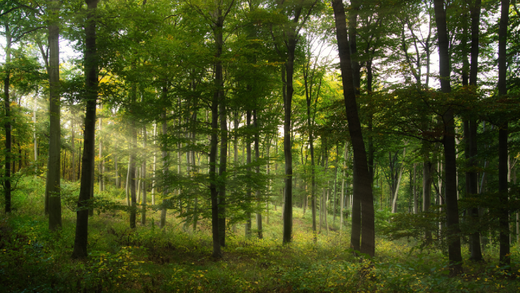 BOSQUES NUEVO LEON.jpg