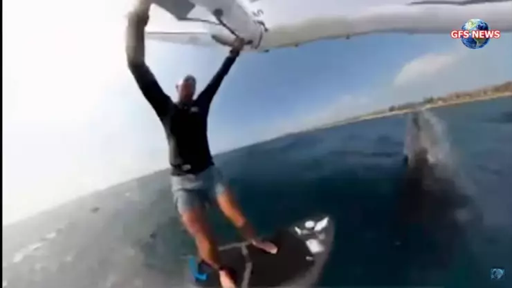 Surfista choca con ballena