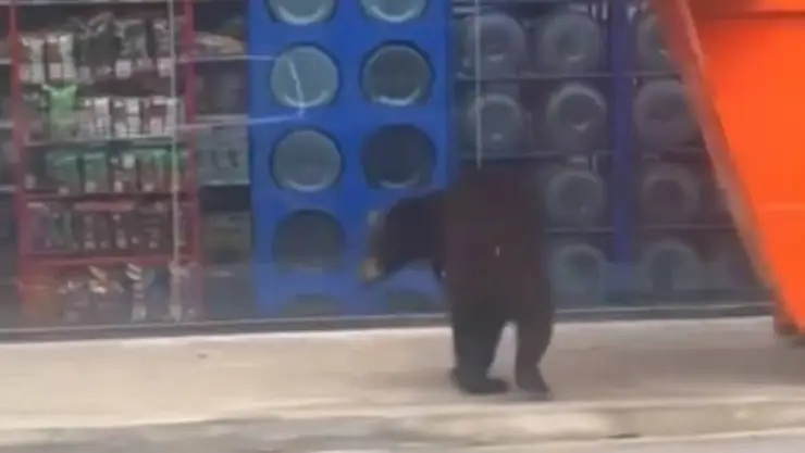 VIDEO_ Osos invaden un Oxxo en Monterrey; así fue captado el momento