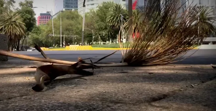 Palmera en el suelo.jpeg