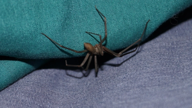 turista-dedos-araña-violinista