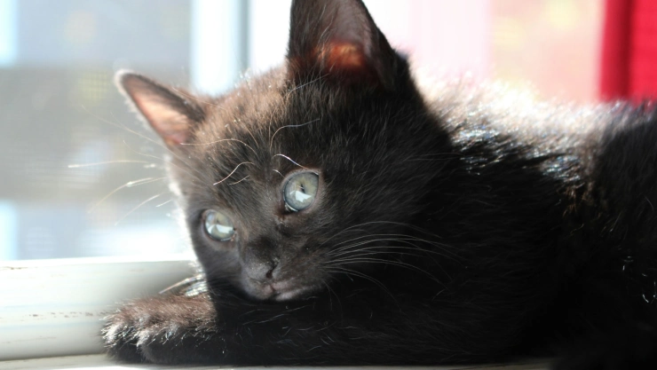 Gato negro frente a una ventana.