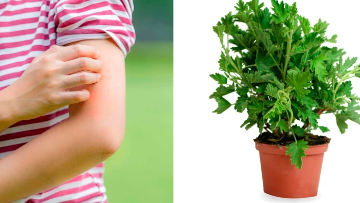 Plantas para mosquitos