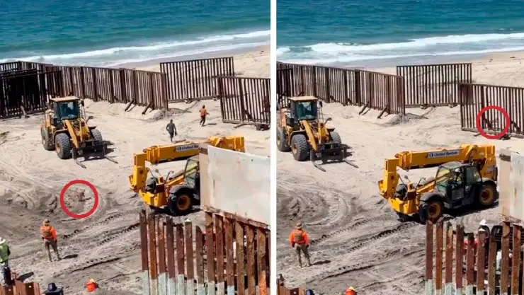 VIDEO_ Conoce a ‘Oso’, el perrito que cruzó muro entre Tijuana y Estados Unidos