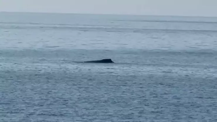 Ballena.jpg