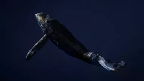 La ballena azul tiene un ancestro