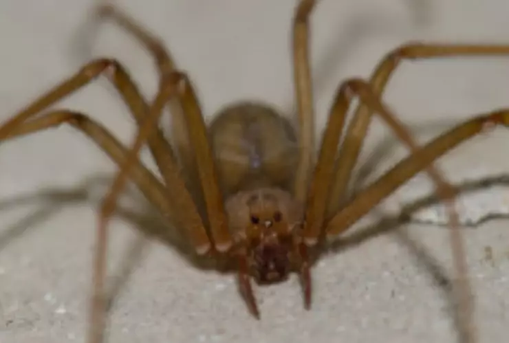 araña violinista en México