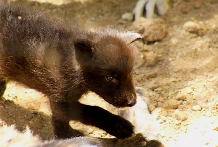 Nacen cachorros de lobos canadienses en Zoo León